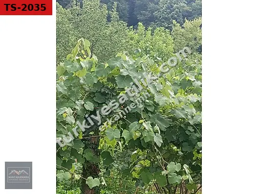 SAKARYA HENDEK İKRAMİYE KÖYÜNDE SATILIK FINDIK BAÇESİ 2 PARSEL